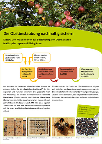 Mauerbienen